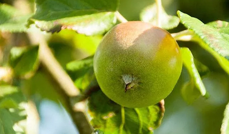 蘋果膨大期，施肥不對，高產沒指望！
