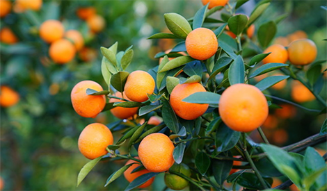 每棵一斤美思特，柑橘一個月強壯樹勢、緩解黃化