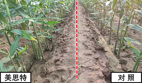 河北大姜培土不喂肥，莖稈粗壯、出芽還多，怎么做到的？