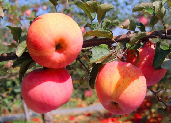 蘋果底肥不簡單，如何選、怎么施才能發揮最大肥效？